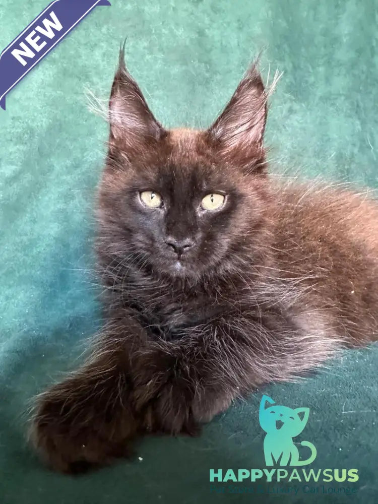 Gerald Maine Coon male black with white - live animals
