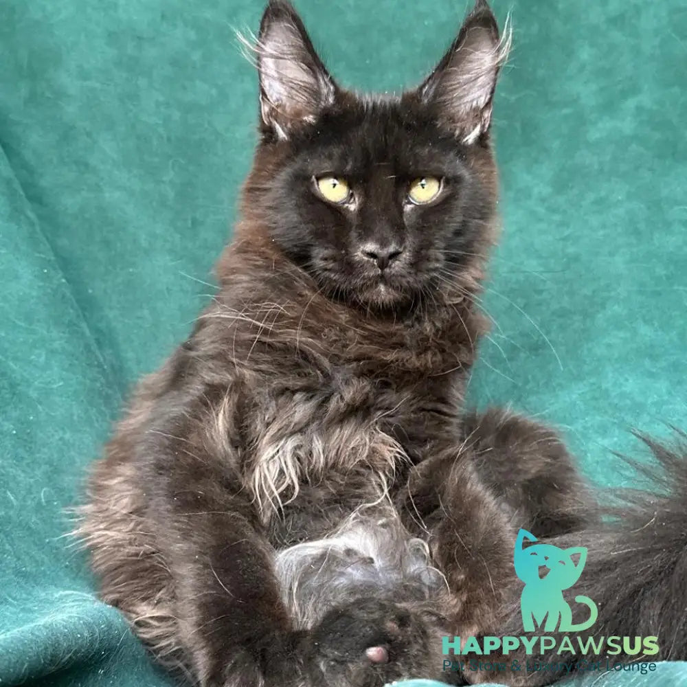 Gerald Maine Coon male black with white - live animals