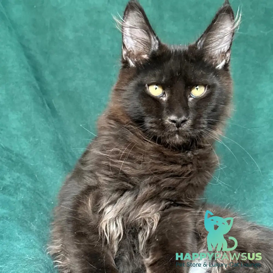 Gerald Maine Coon male black with white - live animals