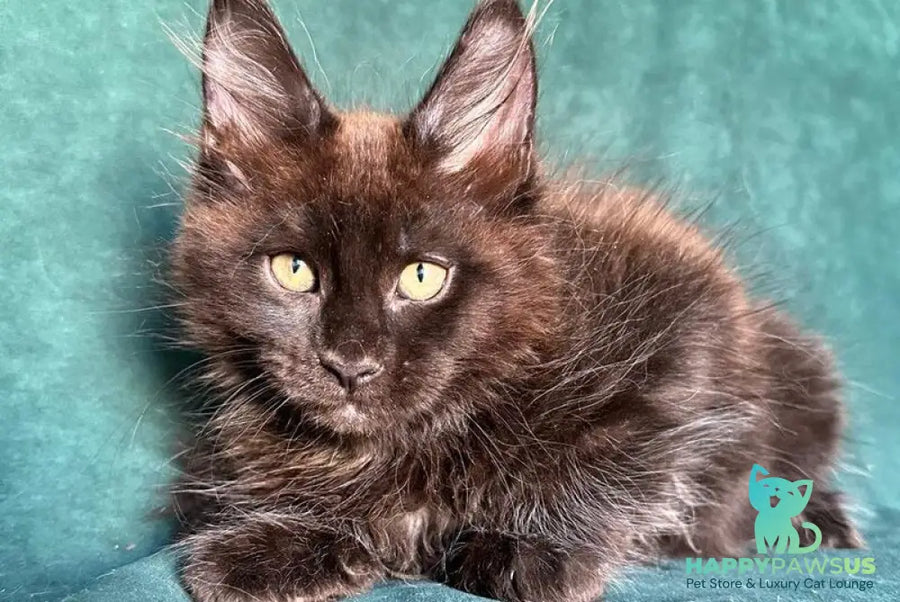 Gerald Maine Coon male black with white - live animals