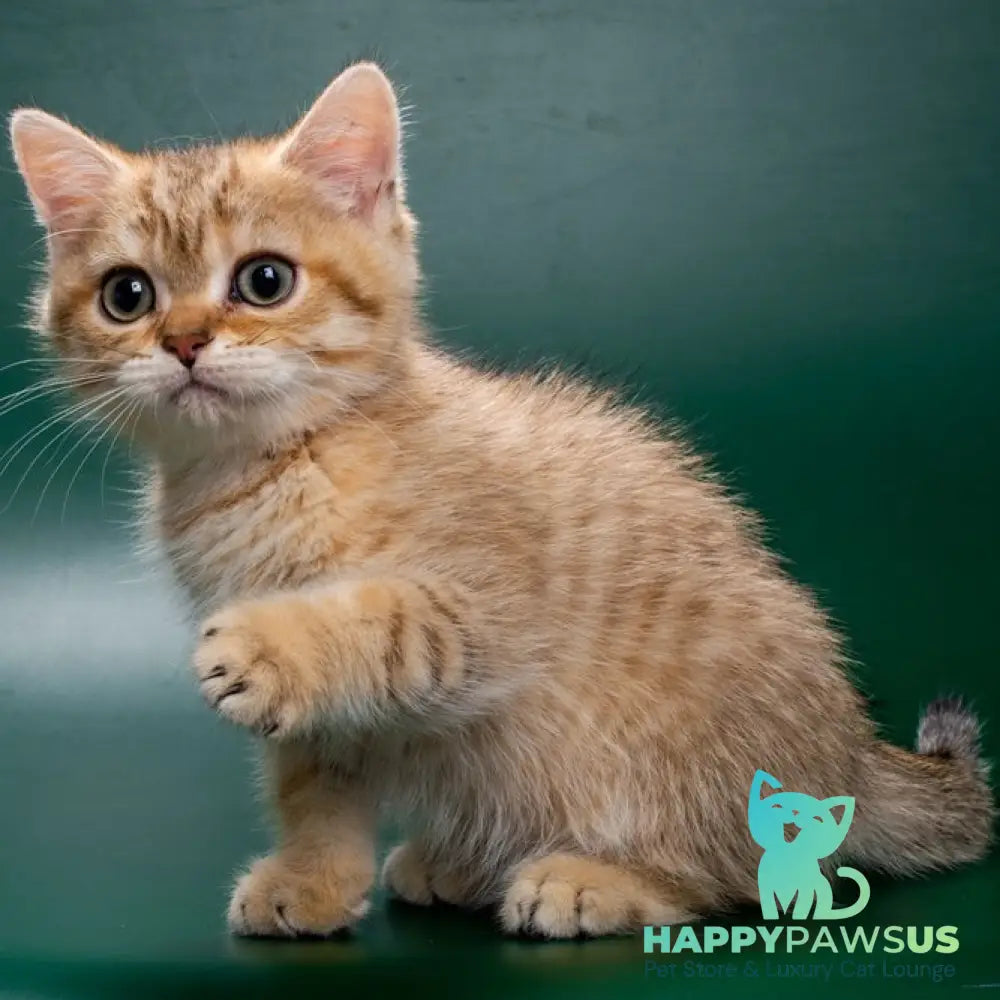 Gerd British Shorthair male black golden spotted tabby - live animals