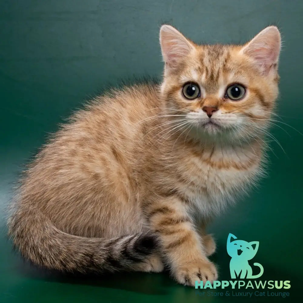 Gerd British Shorthair male black golden spotted tabby - live animals