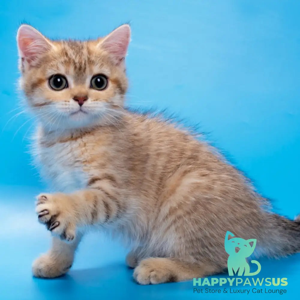Gerd British Shorthair male black golden spotted tabby - live animals