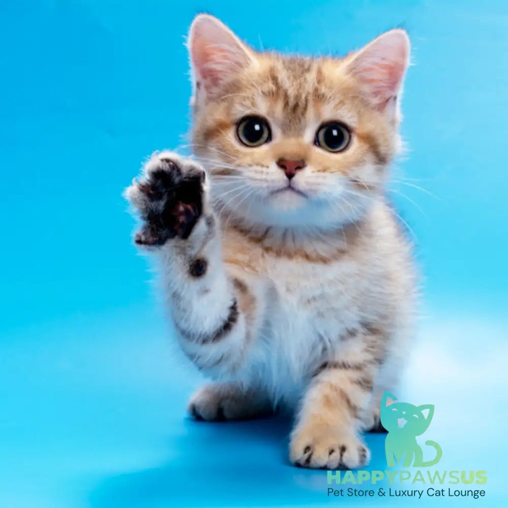 Gerd British Shorthair male black golden spotted tabby - live animals