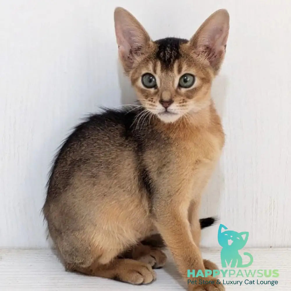 Gerda Abyssinian female black - live animals