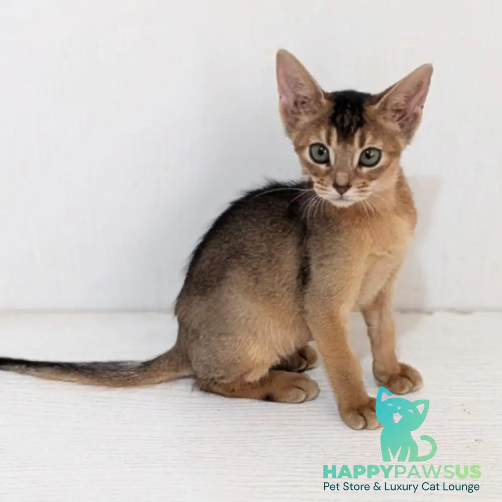 Gerda Abyssinian female black - live animals
