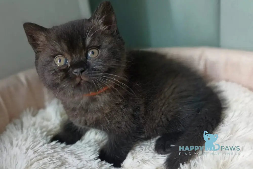 Gerda British Shorthair female black - live animals