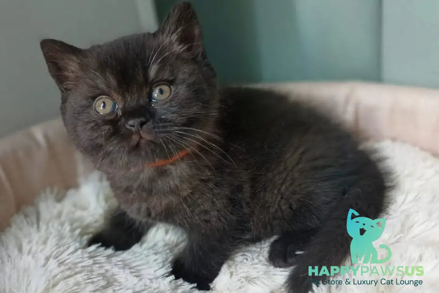 Gerda British Shorthair female black - live animals