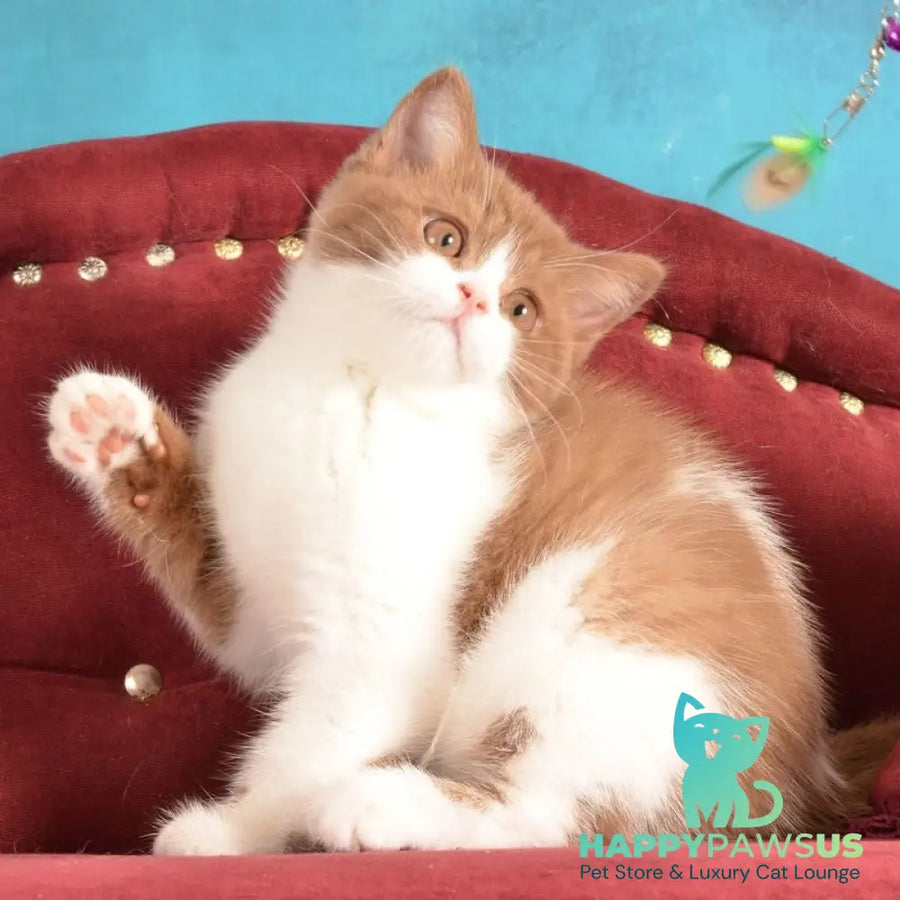 Gerda British Shorthair female cinnamon spotted tabby - live animals