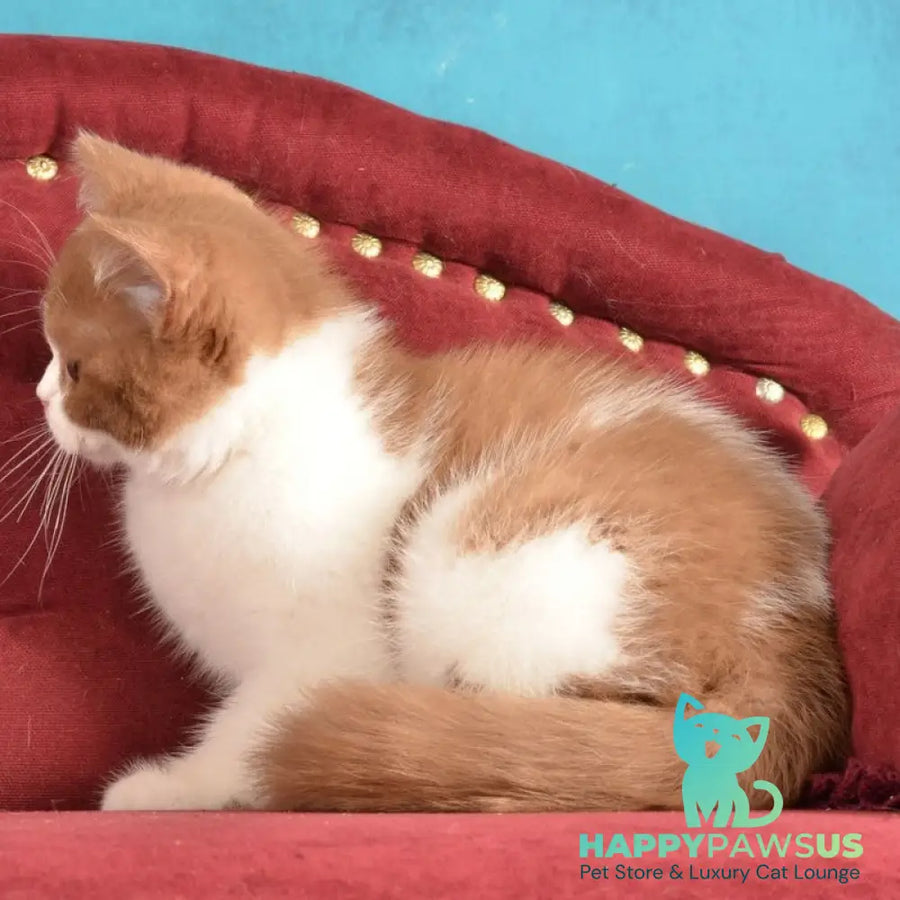 Gerda British Shorthair female cinnamon spotted tabby - live animals