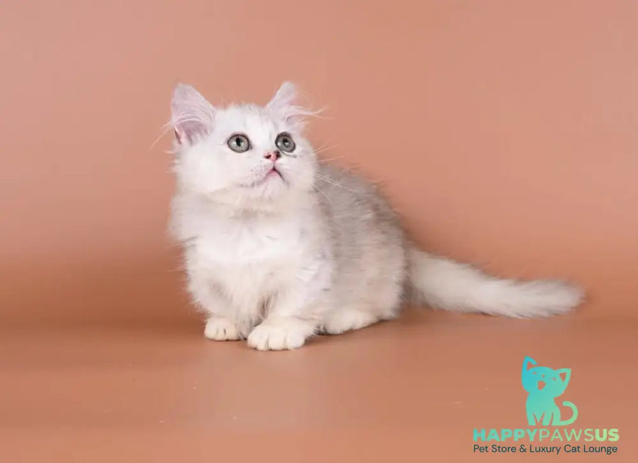 Gerda Munchkin female black tortie silver shaded bicolour - live animals