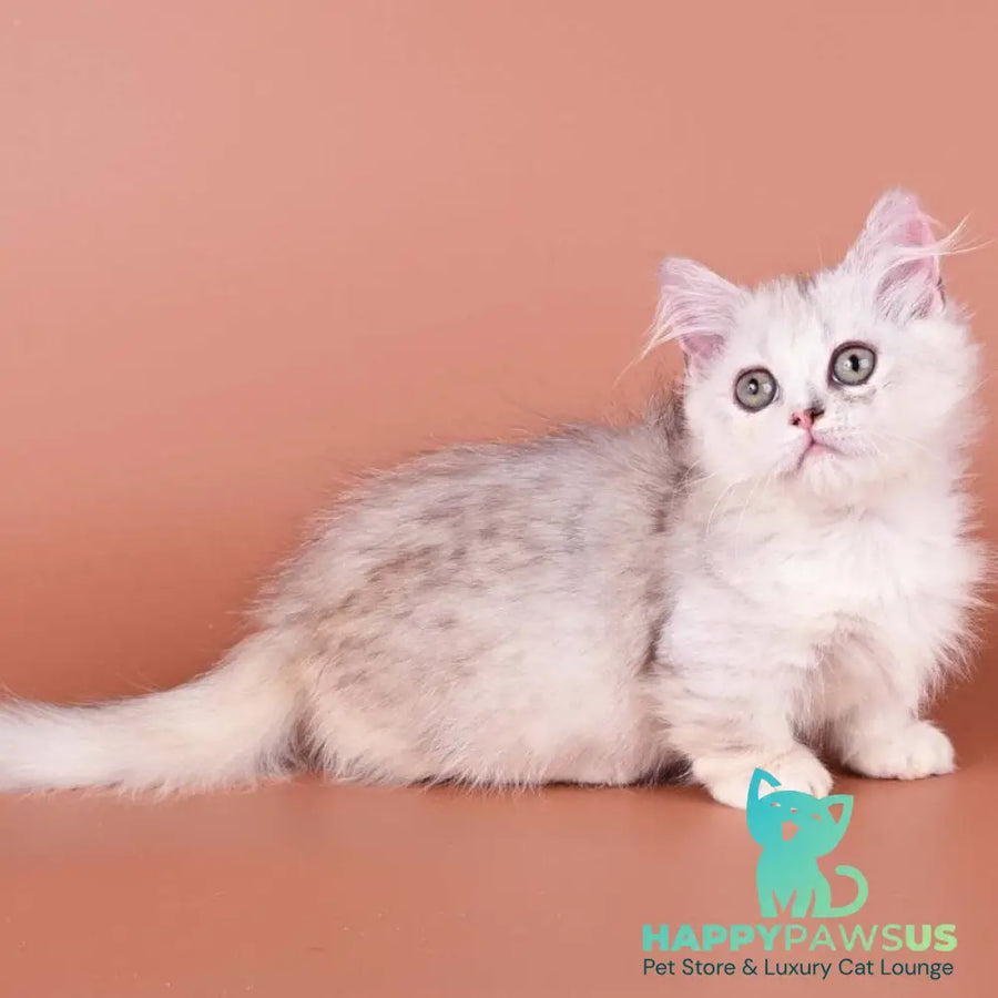 Gerda Munchkin female black tortie silver shaded bicolour - live animals