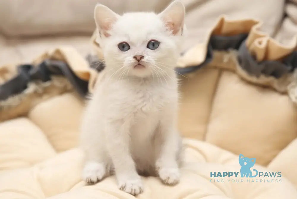 Gerda Scottish Straight female black golden shaded pointed live animals