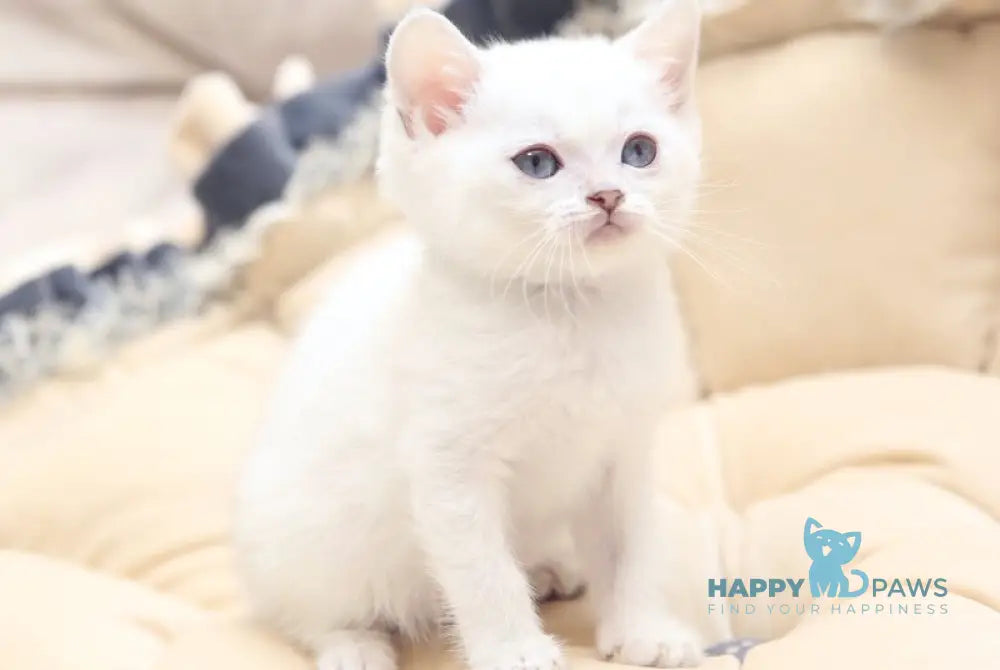 Gerda Scottish Straight female black golden shaded pointed live animals