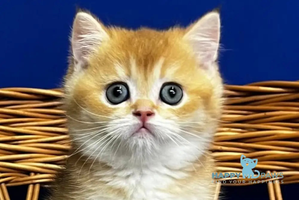 Germes Scottish Straight male black golden chinchilla live animals