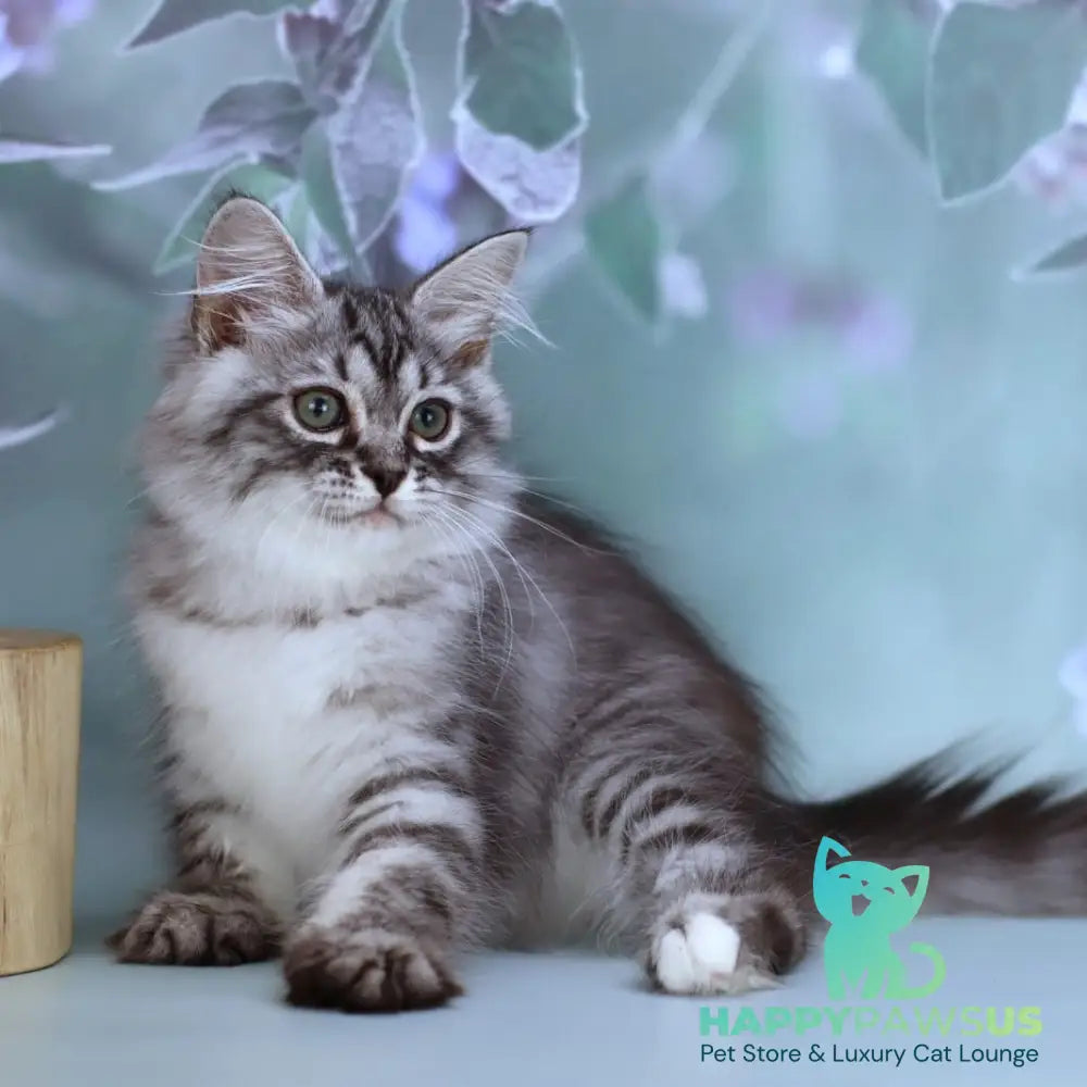 Germes Siberian male black silver with white spotted tabby - live animals