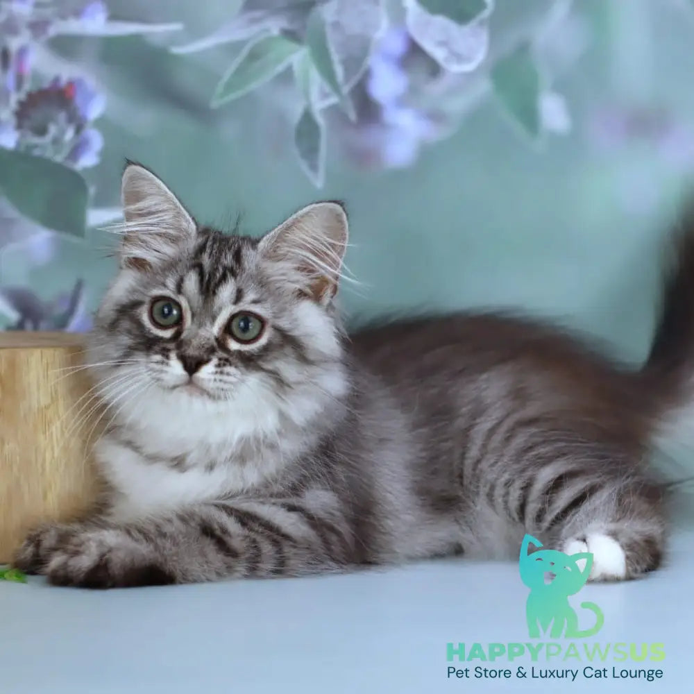Germes Siberian male black silver with white spotted tabby - live animals