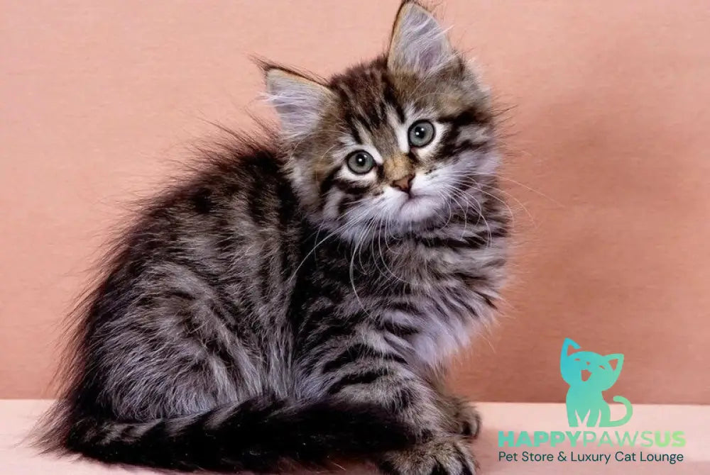 Germes Siberian male black spotted tabby - live animals