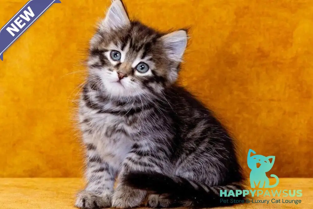 Germes Siberian male black spotted tabby - live animals