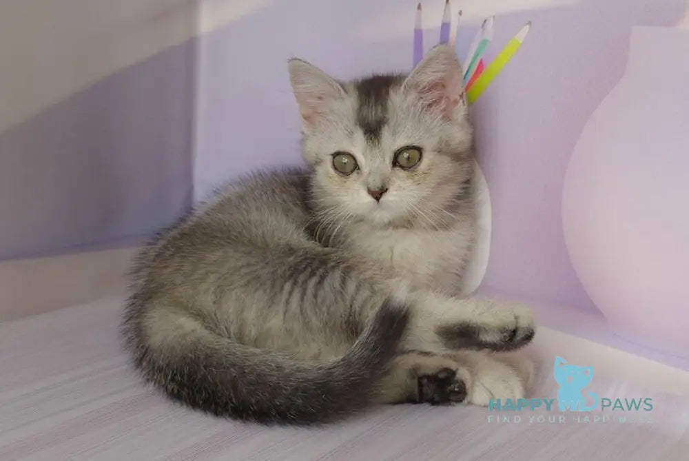 Germiona British Shorthair female black golden ticked tabby live animals