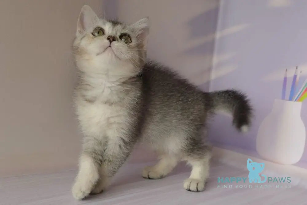 Germiona British Shorthair female black golden ticked tabby live animals