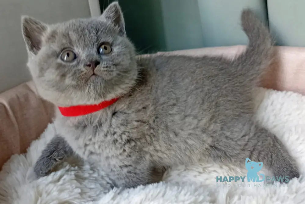 Germiona British Shorthair female blue - live animals