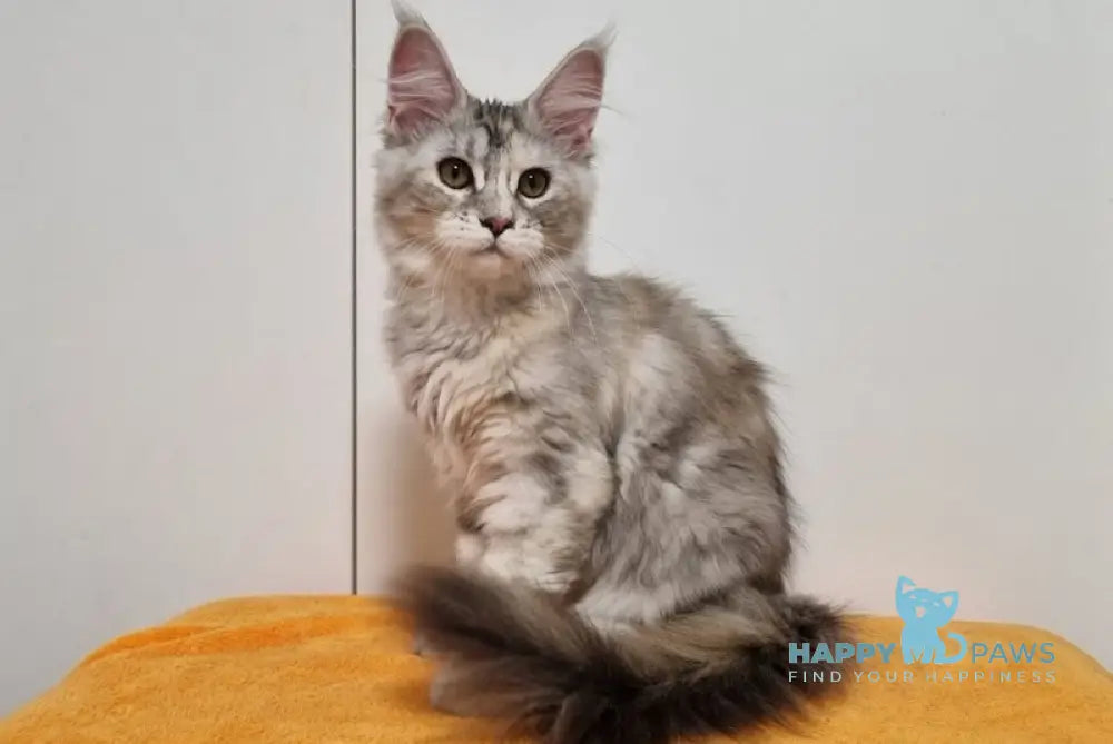 Germiona Maine Coon Female Black Tortie Silver Tabby Live Animals