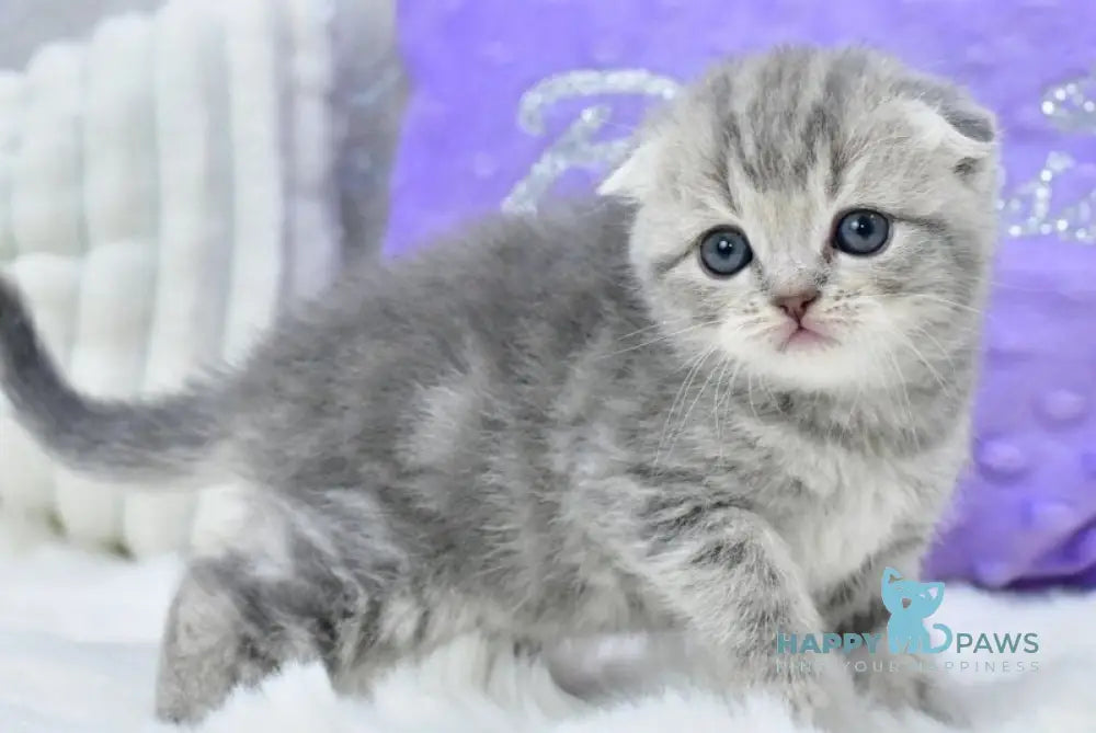 Germiona Scottish Fold female blue spotted tabby live animals