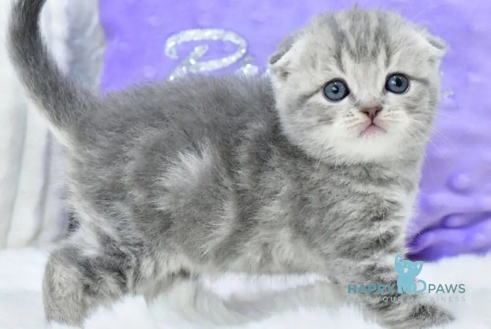 Germiona Scottish Fold female blue spotted tabby live animals