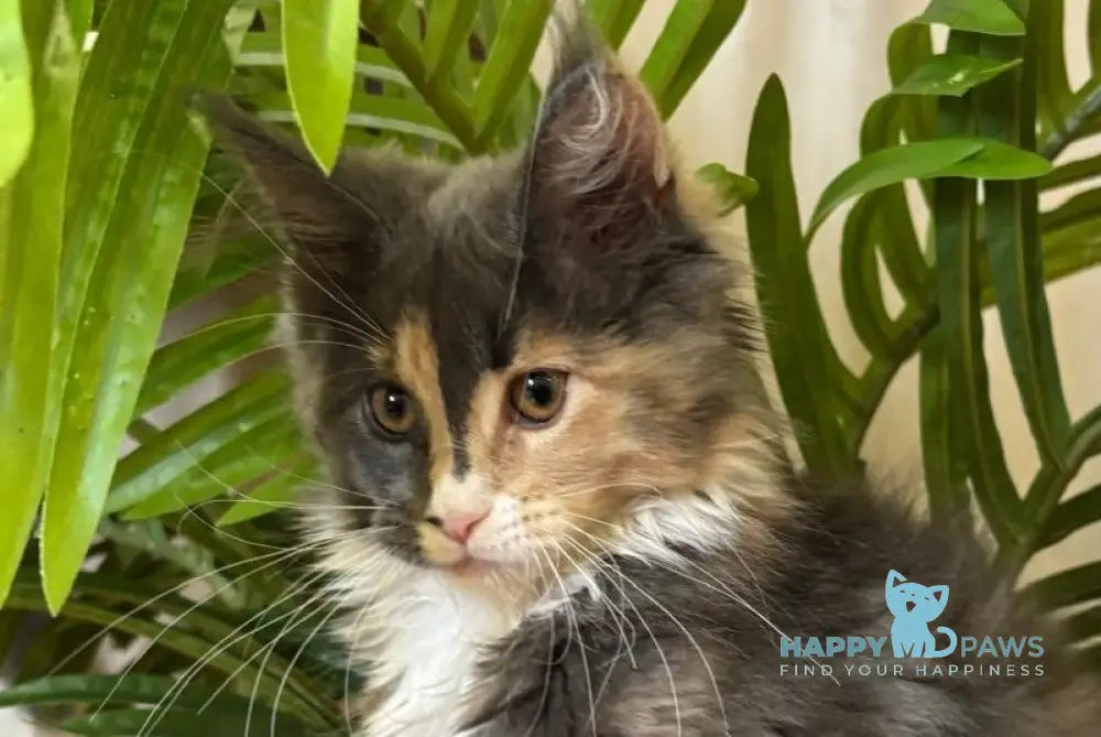 Gia Maine Coon female blue tortie bicolour live animals