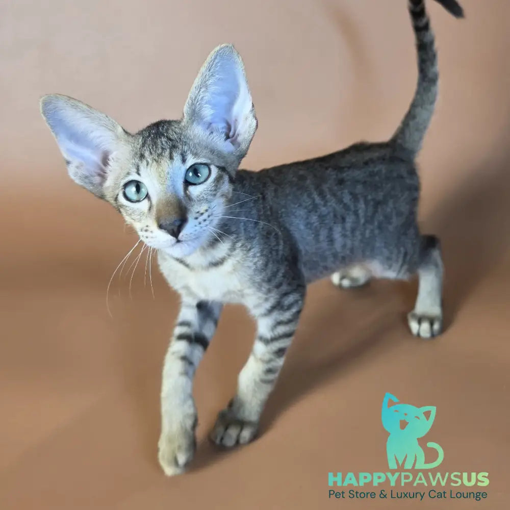 Gideon Oriental Shorthair male black spotted tabby - live animals