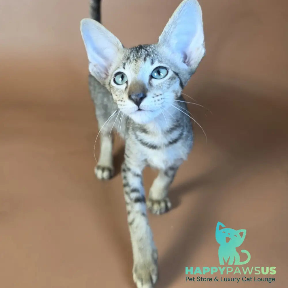 Gideon Oriental Shorthair male black spotted tabby - live animals