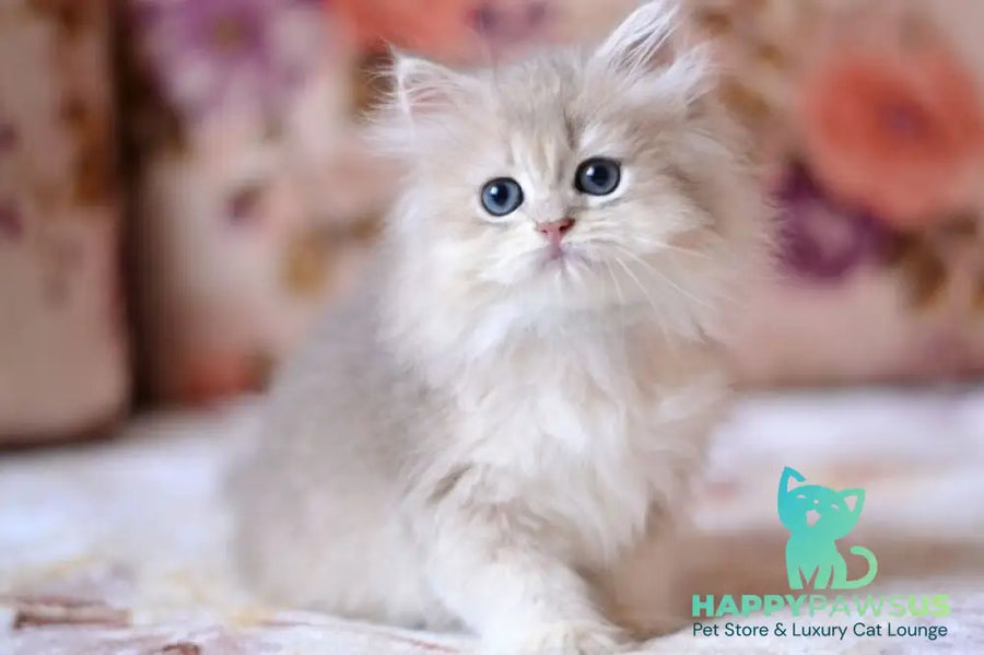 Gigi British Longhair female blue golden shaded - live animals