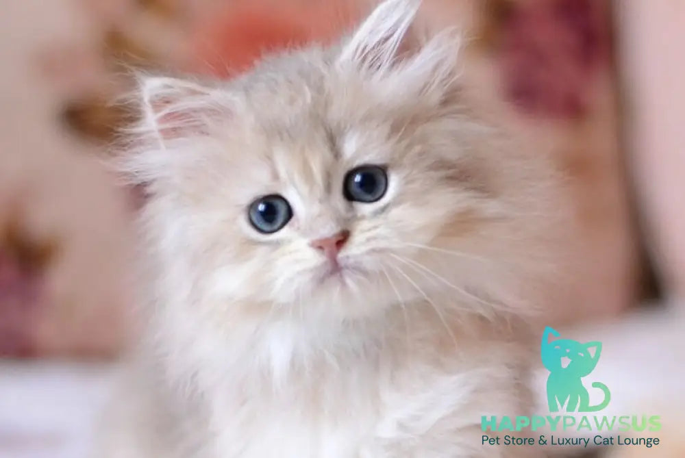 Gigi British Longhair female blue golden shaded - live animals