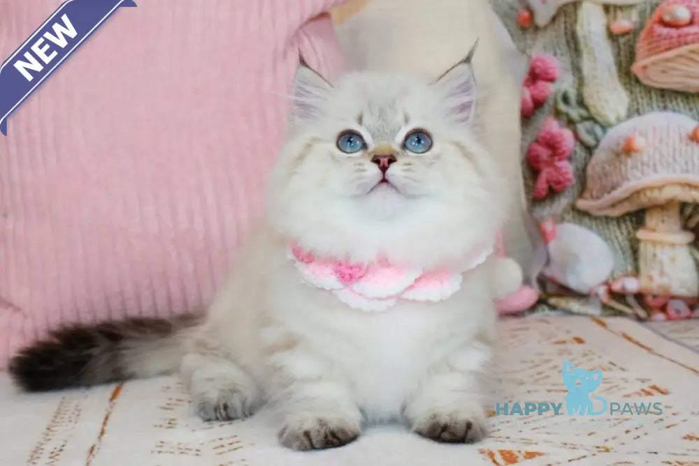 Gigi Munchkin female chocolate golden tabby pointed live animals