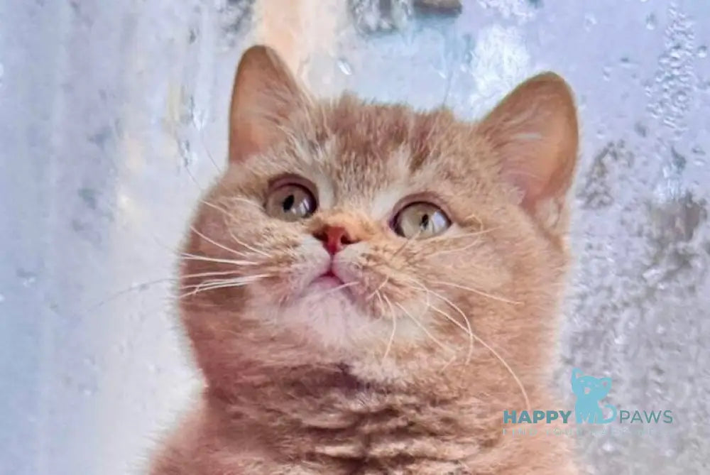 Gin British Shorthair male cinnamon ticked tabby live animals