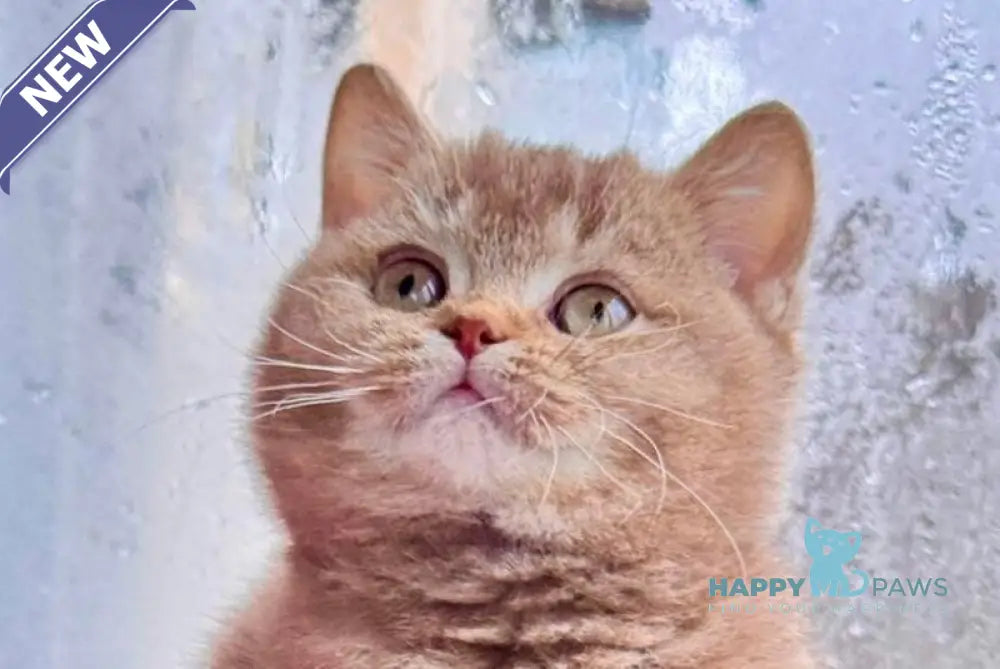 Gin British Shorthair male cinnamon ticked tabby live animals