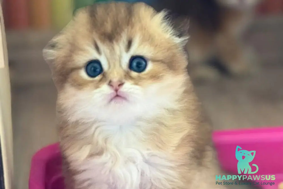 Gin Scottish Fold male black golden shaded - live animals