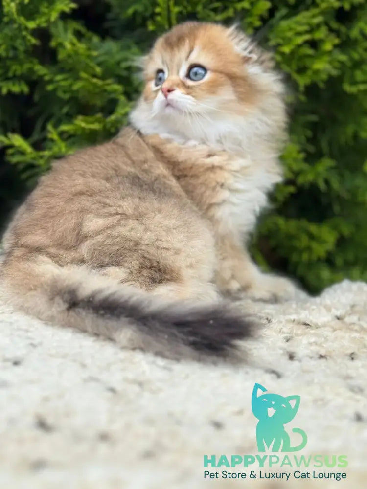 Gin Scottish Fold male black golden shaded - live animals