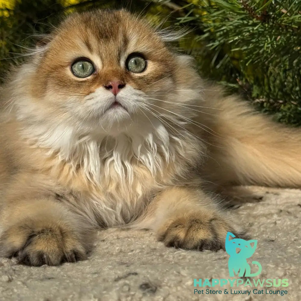 Gin Scottish Fold male black golden shaded - live animals