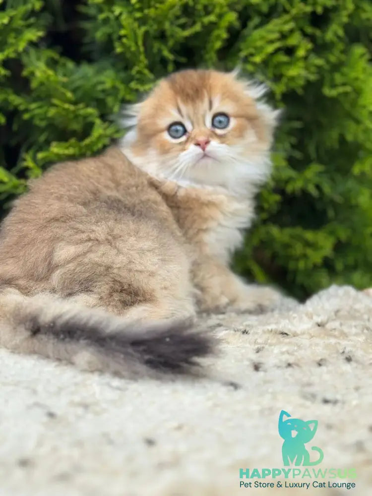 Gin Scottish Fold male black golden shaded - live animals