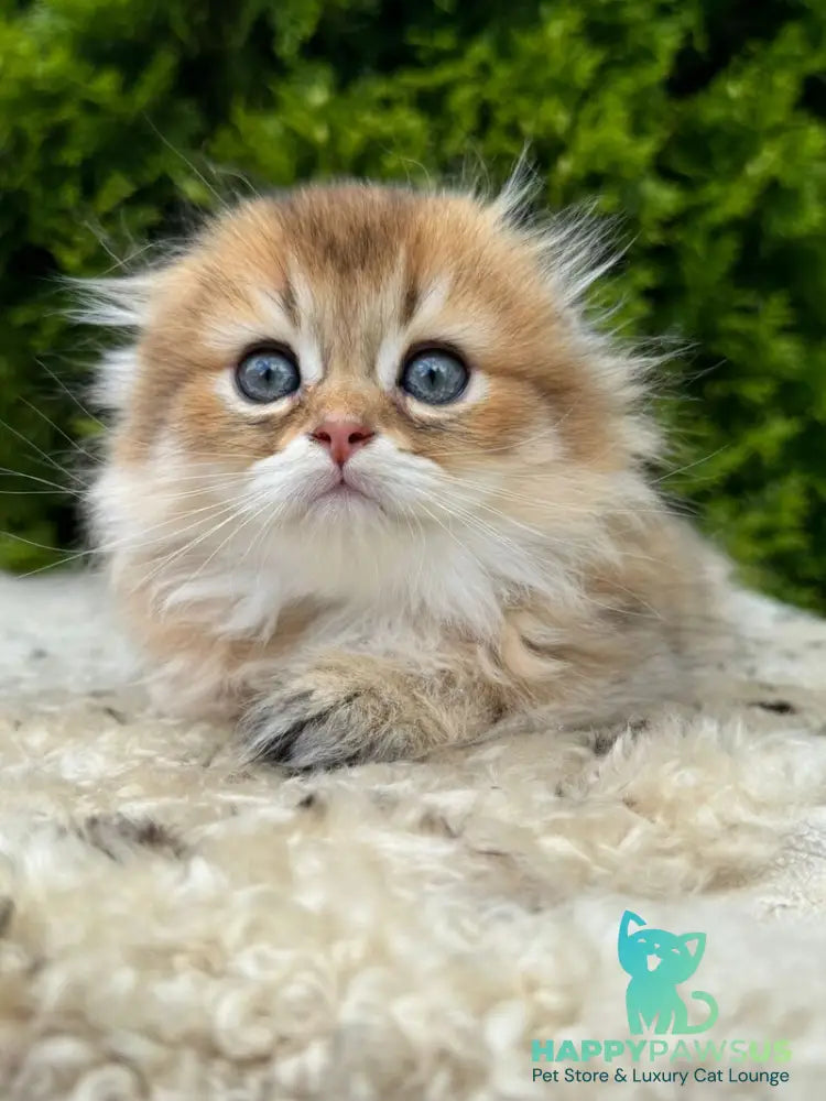 Gin Scottish Fold male black golden shaded - live animals