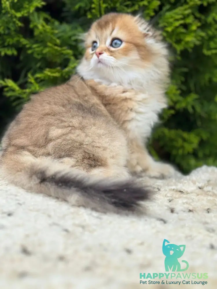 Gin Scottish Fold male black golden shaded - live animals