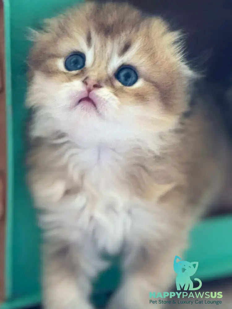 Gin Scottish Fold male black golden shaded - live animals