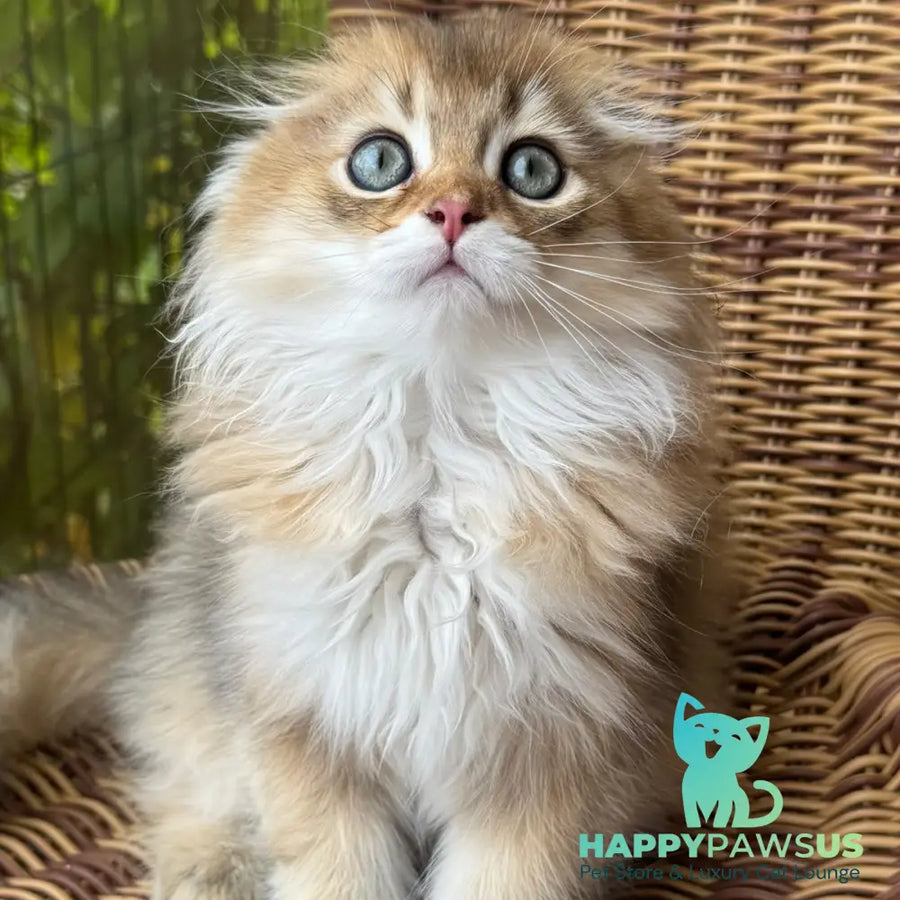Gin Scottish Fold male black golden shaded - live animals