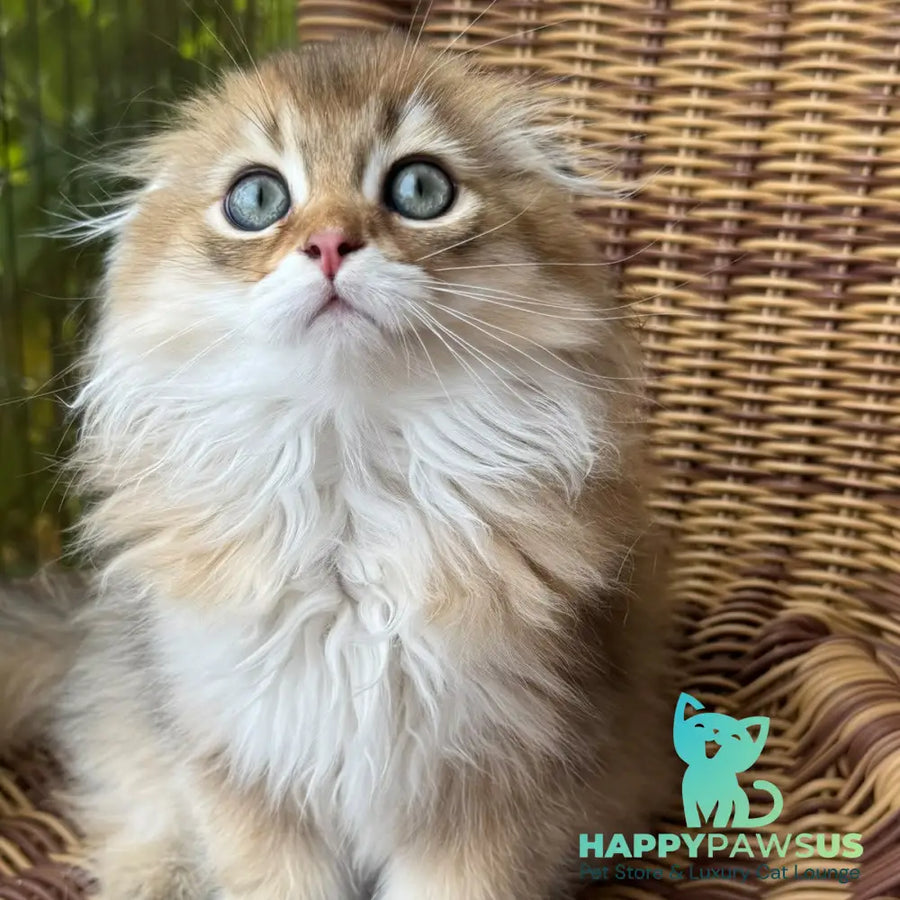 Gin Scottish Fold male black golden shaded - live animals
