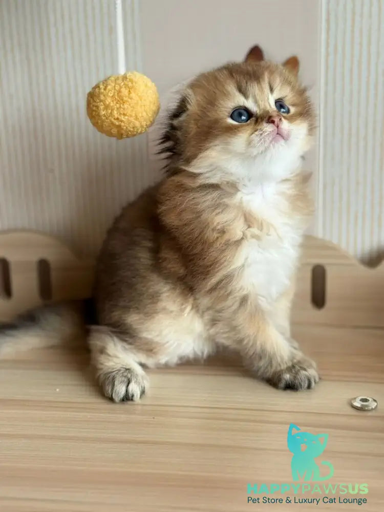 Gin Scottish Fold male black golden shaded - live animals