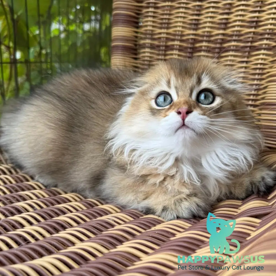 Gin Scottish Fold male black golden shaded - live animals