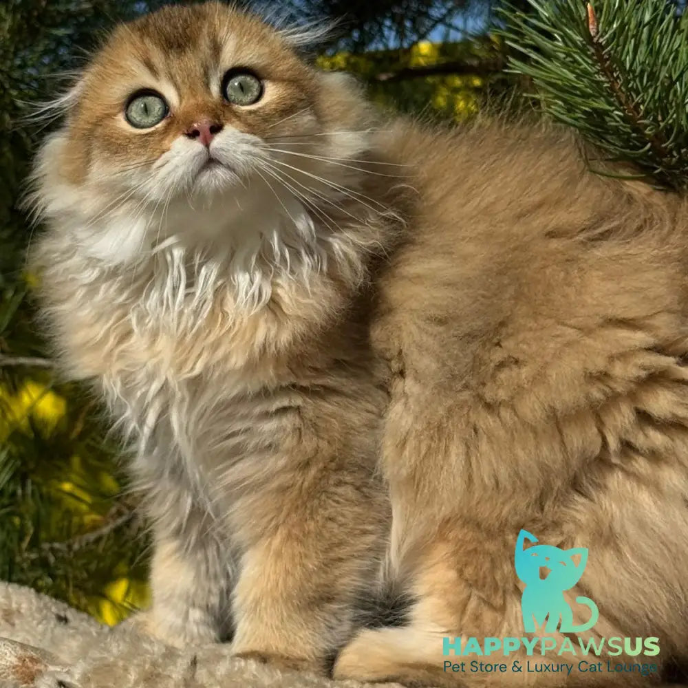 Gin Scottish Fold male black golden shaded - live animals