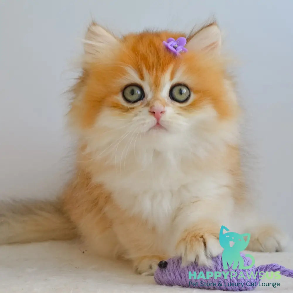 Gina British Longhair female black golden chinchilla - live animals